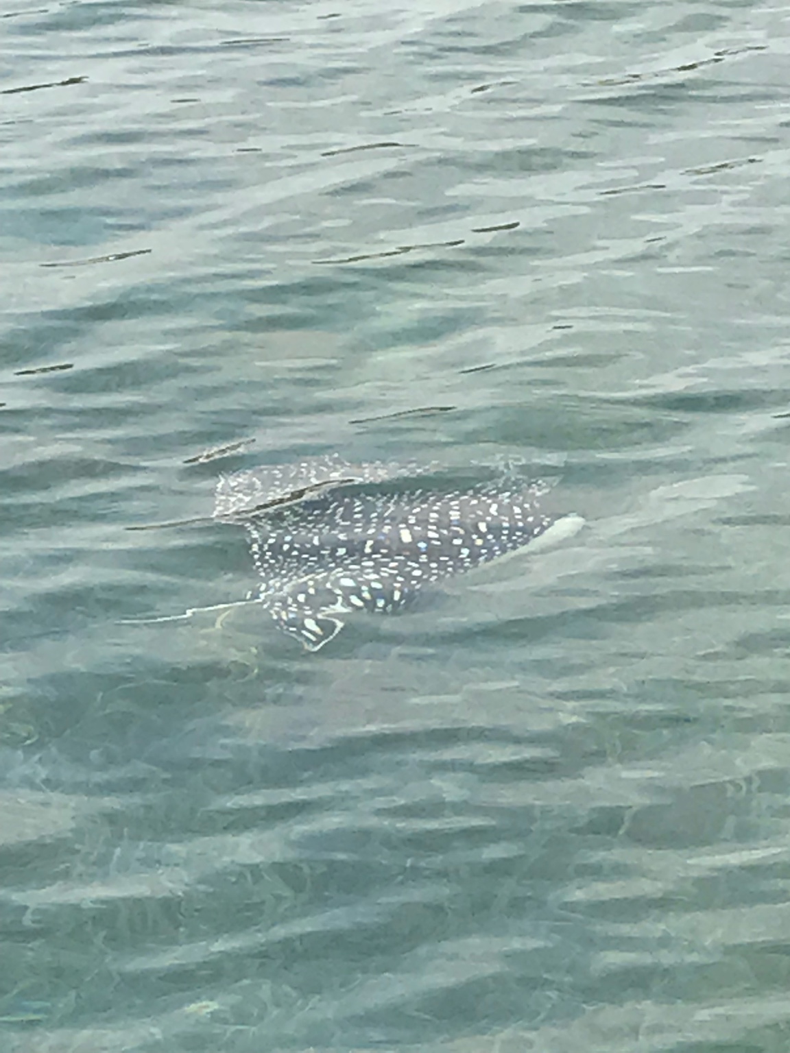 Spotted eagle ray gliding through CoCo View's Front Yard