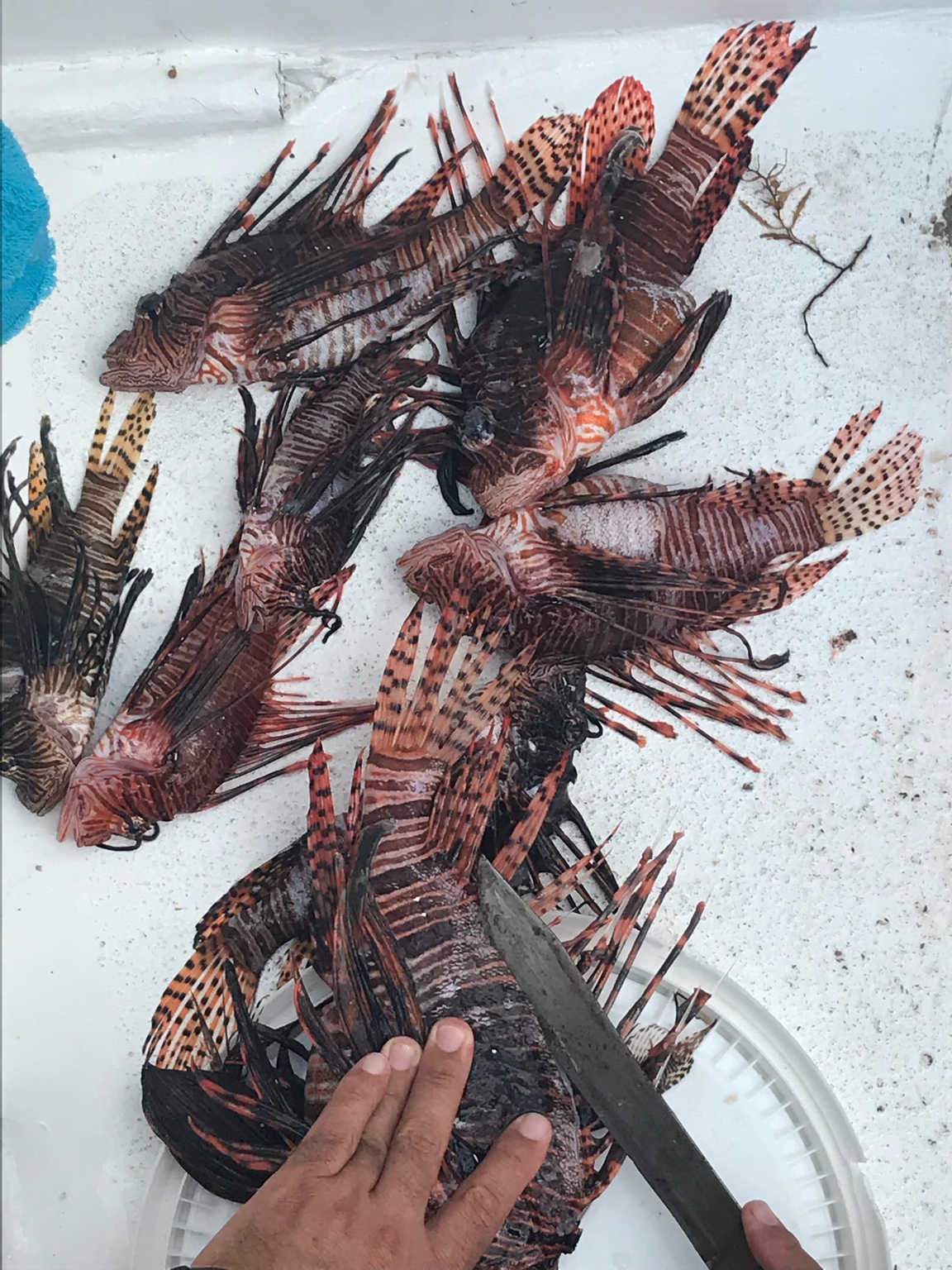 Lionfish haul on the deck after a cull